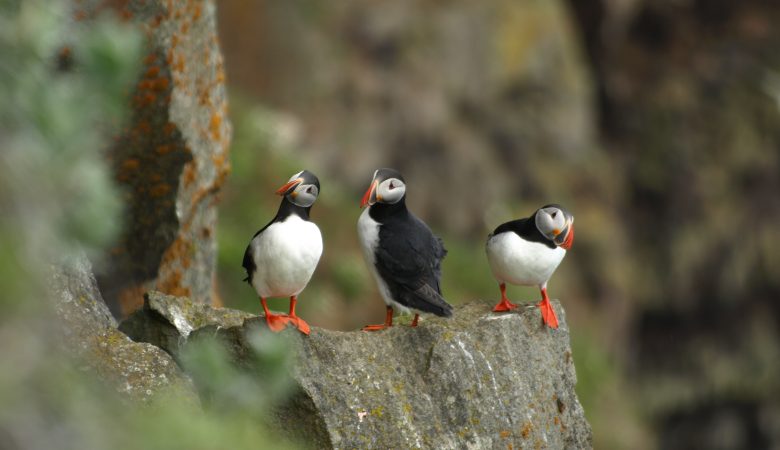 Drei Puffins auf Island
