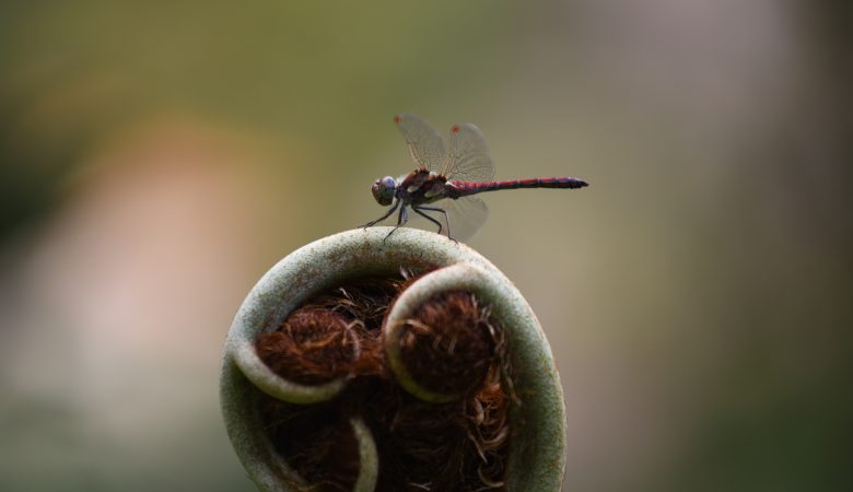 Eine Libelle sitzt auf einem Farn auf Madeira