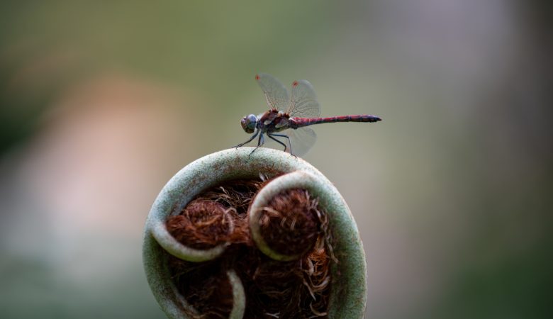Eine Libelle sitzt auf einem Farn auf Madeira