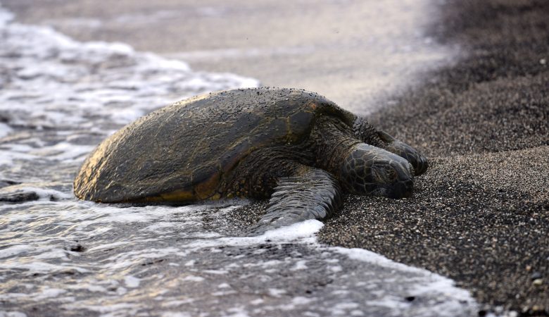 Honu am Strand - Hawaiian Green Sea Turtle