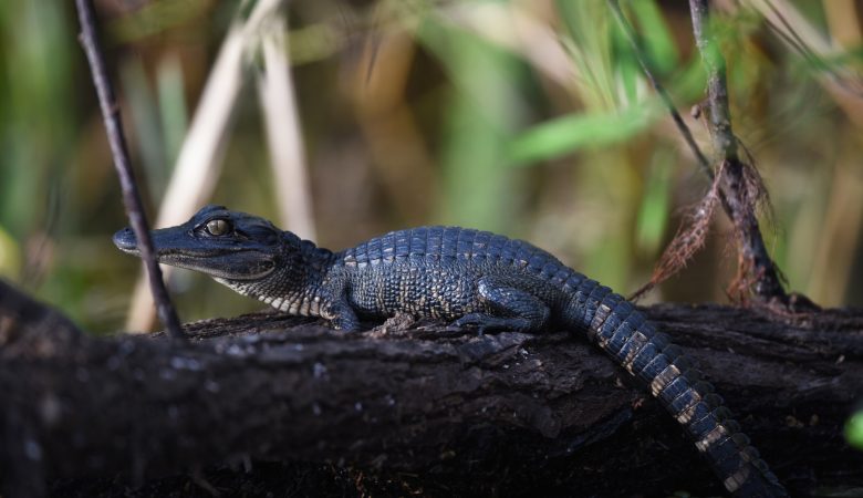 Babyalligator in den Everglades
