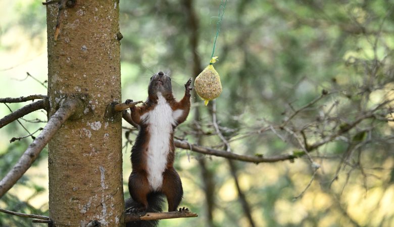 Eichhörnchen isst Vogelfutter in Seefeld, Tirol