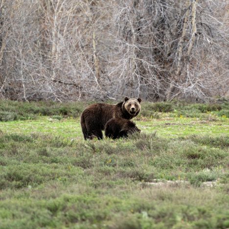 2025 | USA – Yellowstone Nationalpark