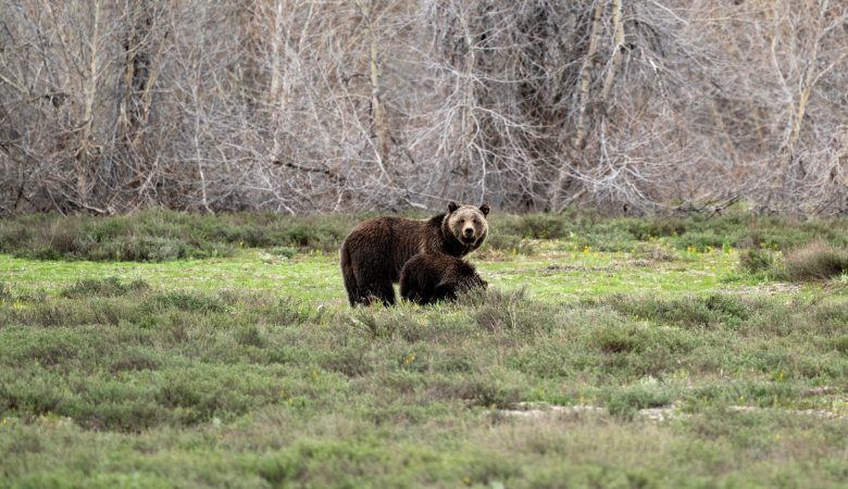 Ein Grizzly-Bär mit Nachkommen