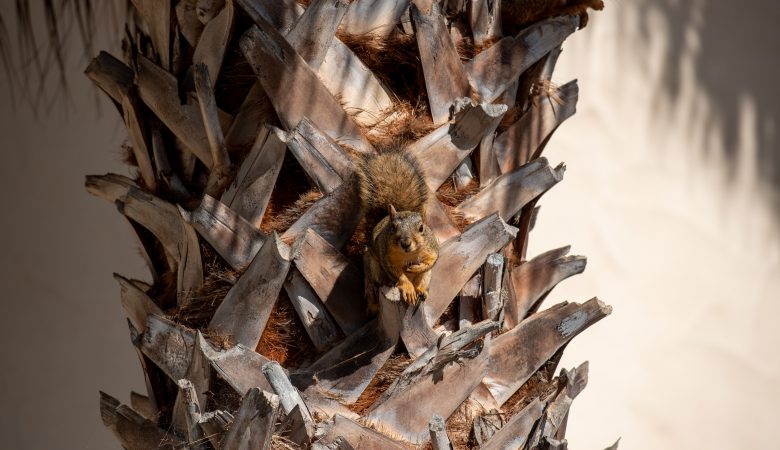Ein Eichhörnchen in einer Palme in San Diego schaut direkt in die Kamera.