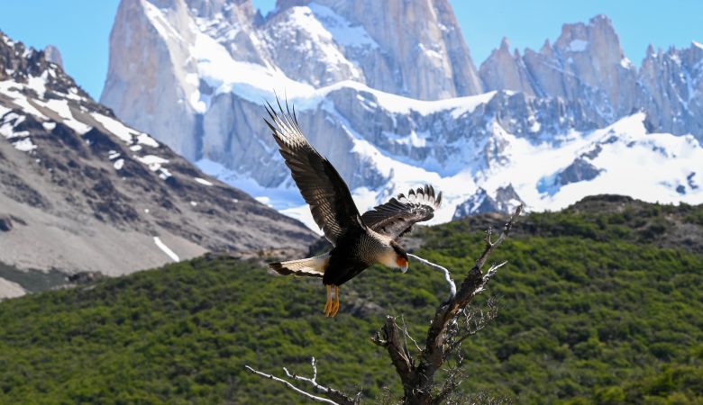 Ein Schopfkarakara vor dem Fitz Roy in Patagonien