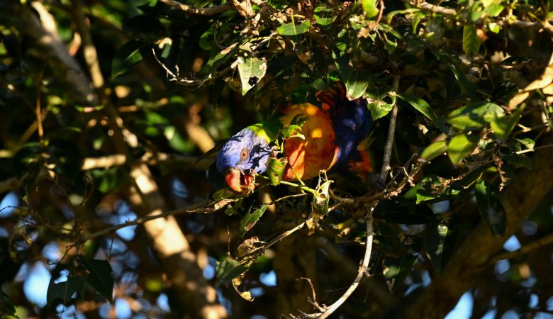 Rainbow Lorikeet in Manly Beach