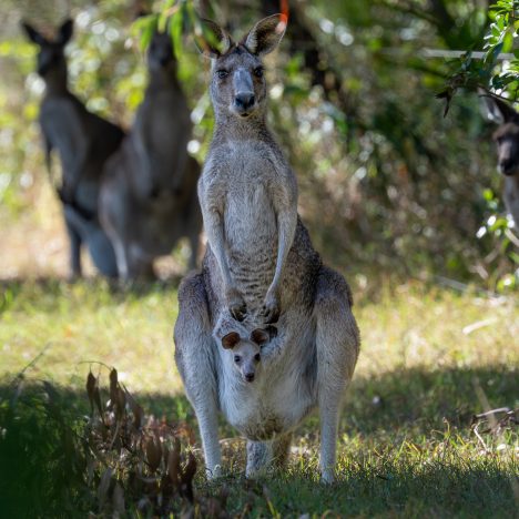 2026 | Australien | Australia – Northern Territory
