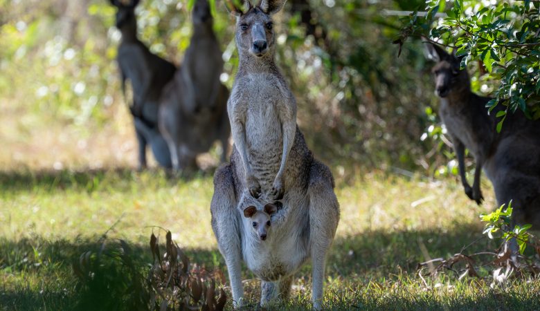 Ein Känguru mit Nachwuchs (Joey) im Beutel in Agnes Water, Queensland, Australien