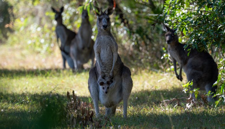 Ein Känguru mit Nachwuchs (Joey) im Beutel in Agnes Water, Queensland, Australien