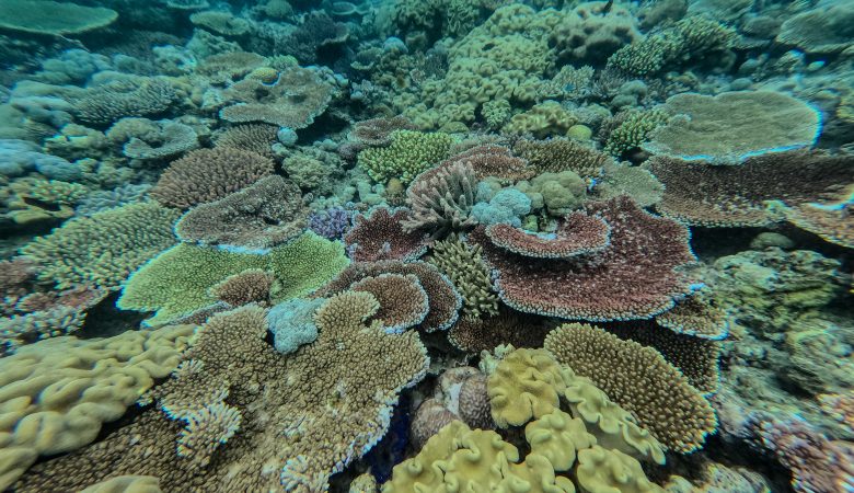 Schnorcheln am Great Barrier Reef in Queensland, Australien