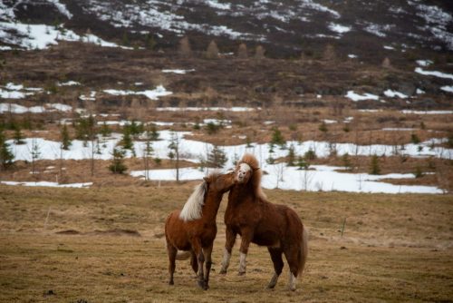2016 Island Kristin Sporbeck DSC 2578