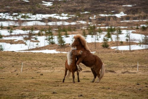 2016 Island Kristin Sporbeck DSC 2588