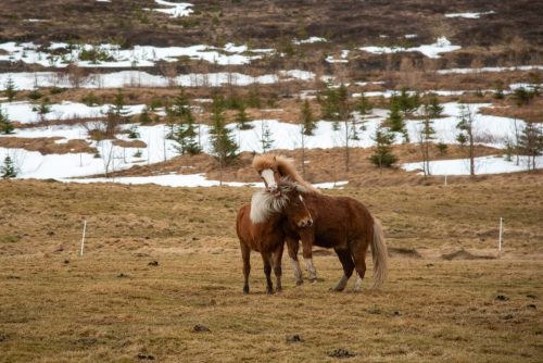 2016 Island Kristin Sporbeck DSC 2590