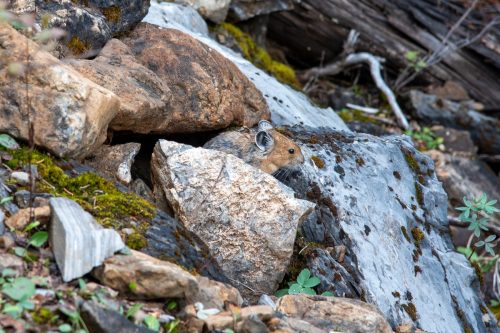 2016 Kanada Kristin Sporbeck DSC 7257