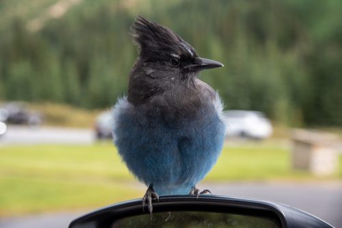 2016 Kanada Kristin Sporbeck DSC 7479