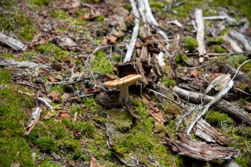 2016 Kanada Kristin Sporbeck DSC 7627