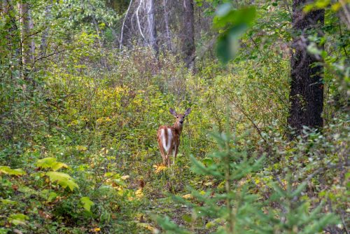 2016 Kanada Kristin Sporbeck DSC 7712