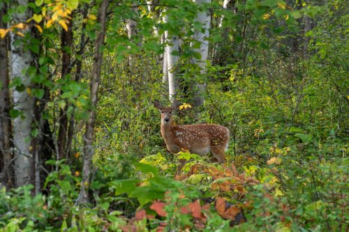 2016 Kanada Kristin Sporbeck DSC 7727