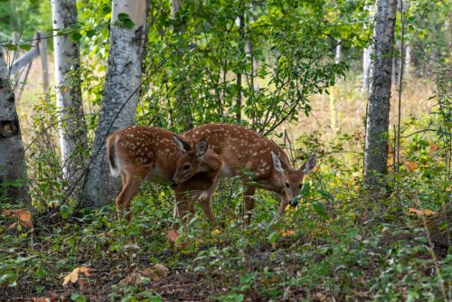 2016 Kanada Kristin Sporbeck DSC 7765