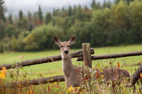 2016 Kanada Kristin Sporbeck DSC 7826