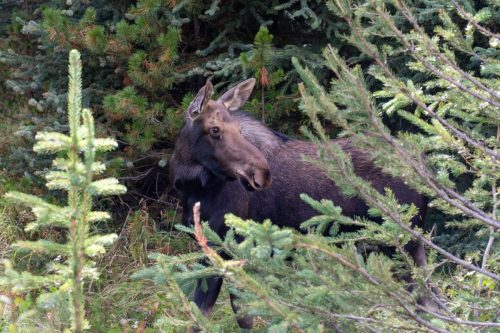 2016 Kanada Kristin Sporbeck DSC 8613