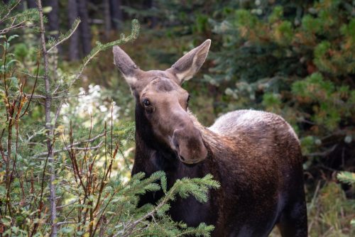 2016 Kanada Kristin Sporbeck DSC 8617