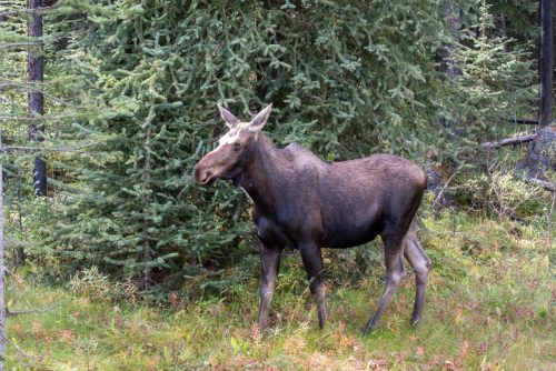 2016 Kanada Kristin Sporbeck DSC 8633
