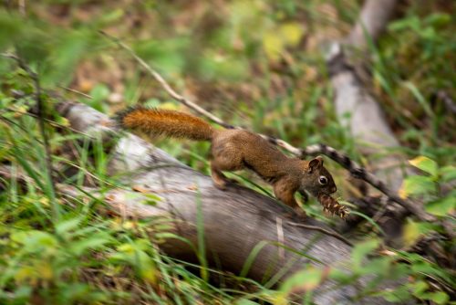 2016 Kanada Kristin Sporbeck DSC 9517