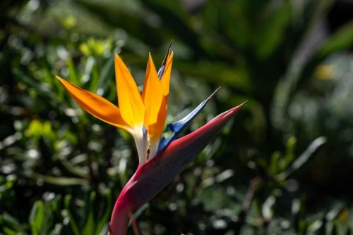 2017 Madeira Kristin Sporbeck DSC 4623