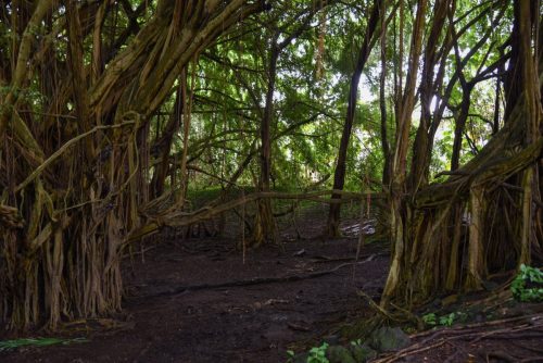 2018 USA Hawaii Big Island Kristin Sporbeck DSC 0261 small