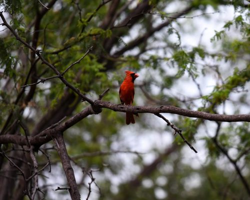2018 USA Hawaii Big Island Kristin Sporbeck DSC 8941 small