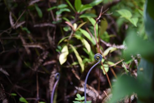 2018 USA Hawaii Big Island Kristin Sporbeck DSC 9517 small