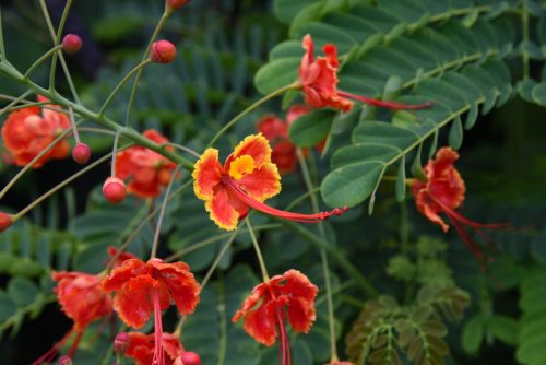 2018 USA Hawaii Big Island Kristin Sporbeck DSC 9801 small