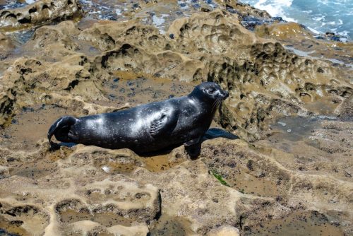 2018 USA San Diego Kristin Sporbeck DSC 8396