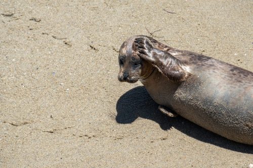 2018 USA San Diego Kristin Sporbeck DSC 8471