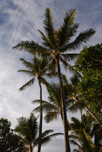 2019 USA Hawaii Oahu Kristin Sporbeck DSC 2594 small