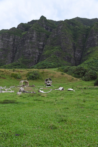2019 USA Hawaii Oahu Kristin Sporbeck DSC 2857 small