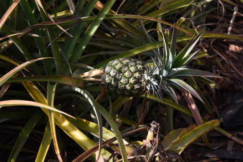 2019 USA Hawaii Oahu Kristin Sporbeck DSC 3746 small
