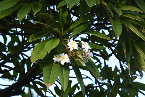 2019 USA Hawaii Oahu Kristin Sporbeck DSC 3754 small