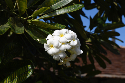 2019 USA Hawaii Oahu Kristin Sporbeck DSC 4115 small