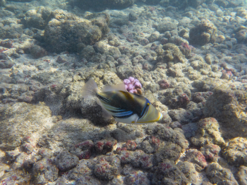 2019 USA Hawaii Oahu Kristin Sporbeck P1010401 small