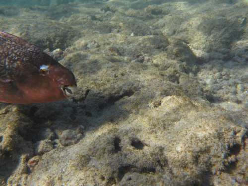 2019 USA Hawaii Oahu Kristin Sporbeck P1010439 small