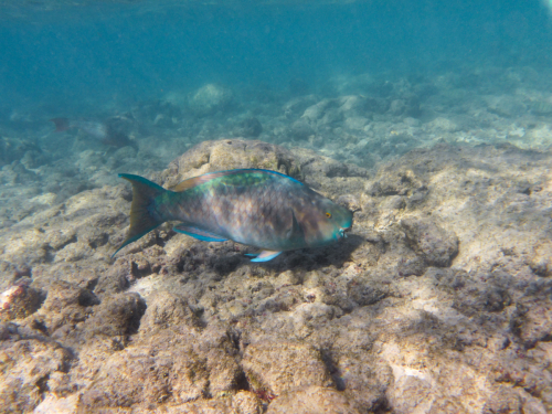 2019 USA Hawaii Oahu Kristin Sporbeck P1010443 small
