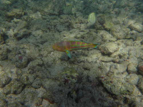 2019 USA Hawaii Oahu Kristin Sporbeck P1010474 small