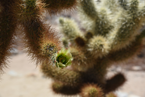 2019 USA Nationalparktour Kristin Sporbeck DSC 5082 small