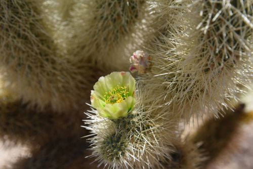 2019 USA Nationalparktour Kristin Sporbeck DSC 5083 small