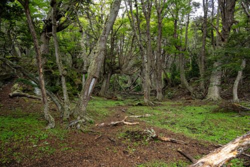 2025 Patagonien 02 Ushuaia Kristin Sporbeck DSC 8104