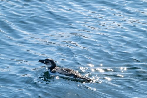 2025 Patagonien 02 Ushuaia Kristin Sporbeck DSC 8312