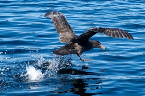 2025 Patagonien 02 Ushuaia Kristin Sporbeck DSC 8376